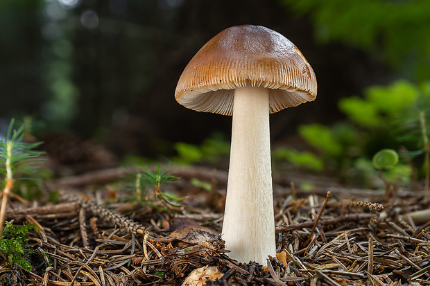 muchotrávka plavohnedá Amanita fulva Fr.