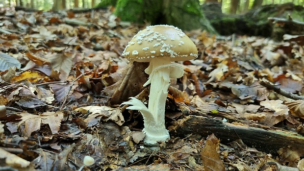 muchotrávka tigrovaná Amanita pantherina (DC.) Krombh.