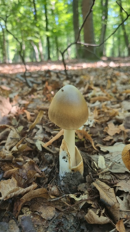 muchotrávka pošvatá Amanita vaginata (Bull.) Lam.