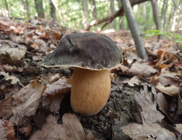 hríb bronzový Boletus aereus Bull. ex Fr.