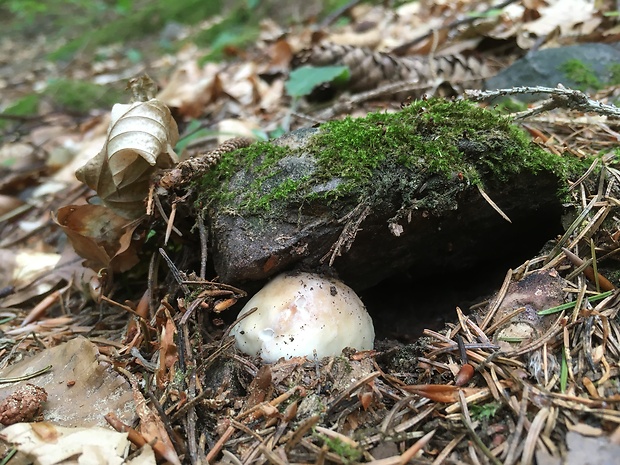 hríb smrekový Boletus edulis Bull.