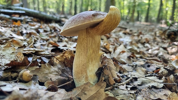 hríb smrekový Boletus edulis Bull.