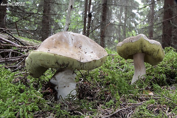 hríb smrekový Boletus edulis Bull.