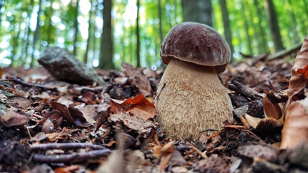 hríb dubový Boletus reticulatus Schaeff.