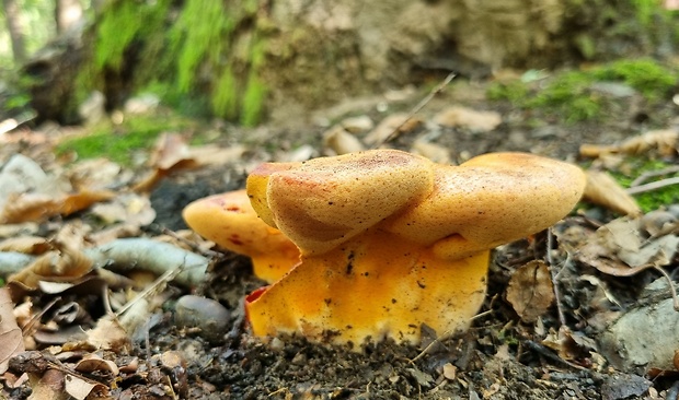 pečeňovec dubový Fistulina hepatica (Schaeff.) With.