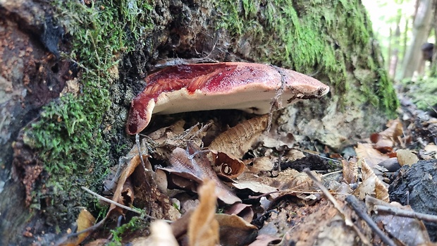 pečeňovec dubový Fistulina hepatica (Schaeff.) With.