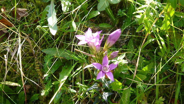 horček včasný český Gentianella praecox subsp. bohemica (Skalický) Holub