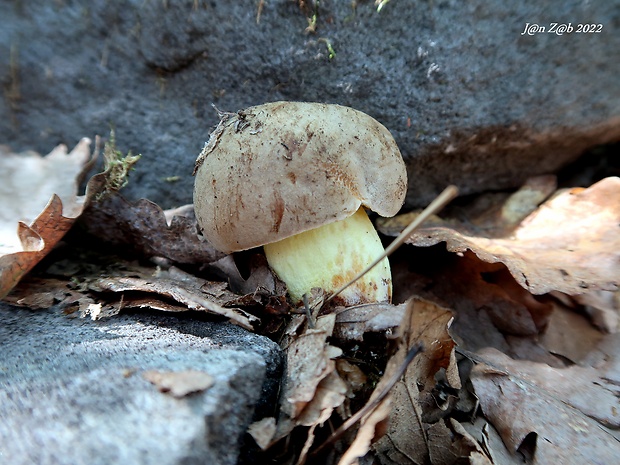 hríb plavý Hemileccinum impolitum (Fr.) Šutara