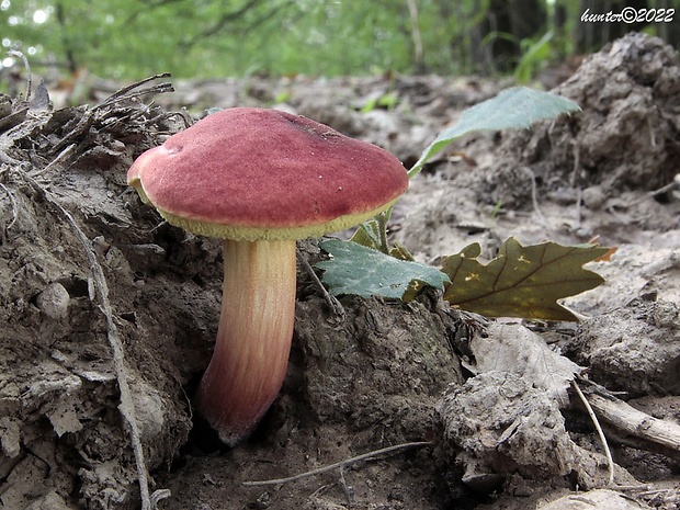 suchohríb karmínový Hortiboletus rubellus (Krombh.) Simonini, Vizzini & Gelardi