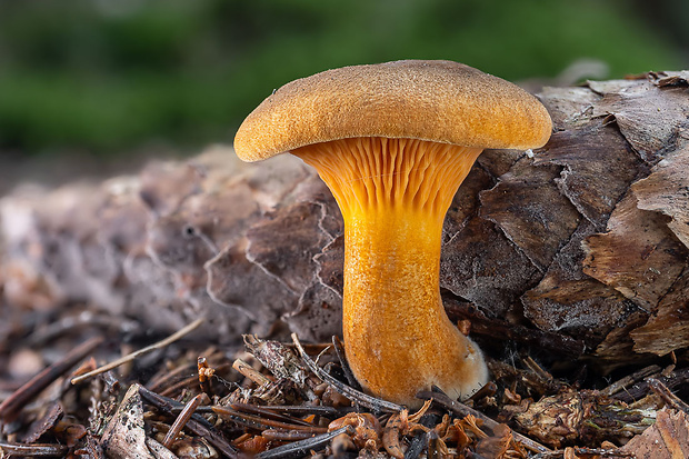 líška oranžová Hygrophoropsis aurantiaca (Wulfen) Maire