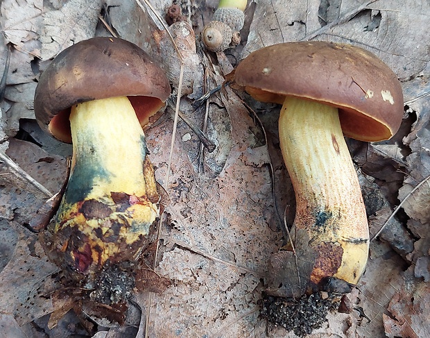 hríb zrnitohlúbikový odfarbený Neoboletus xanthopus (Quél.) Krieglst.