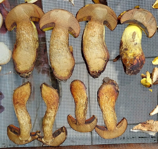 hríb zrnitohlúbikový odfarbený Neoboletus xanthopus (Quél.) Krieglst.