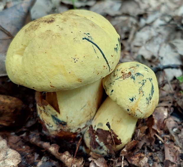 hríb zrnitohlúbikový odfarbený Neoboletus xanthopus (Quél.) Krieglst.