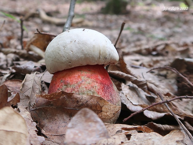 hríb Le Galovej Rubroboletus legaliae (Pilát & Dermek) Della Maggiora & Trassin.