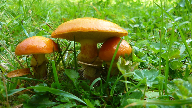 masliak smrekovcový Suillus grevillei (Klotzsch) Singer