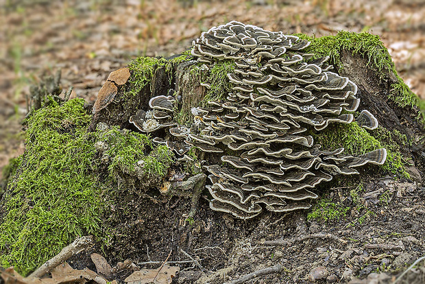 trúdnikovec pestrý Trametes versicolor (L.) Lloyd