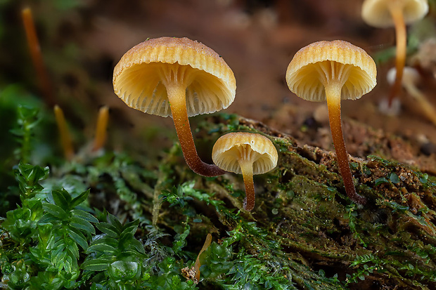 tanečnička zvončekovitá Xeromphalina campanella (Batsch) Maire