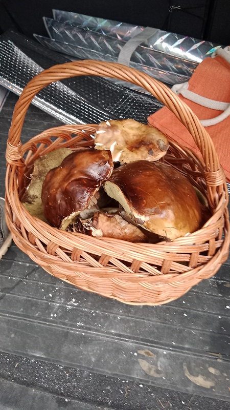 hríb dubový Boletus reticulatus Schaeff.