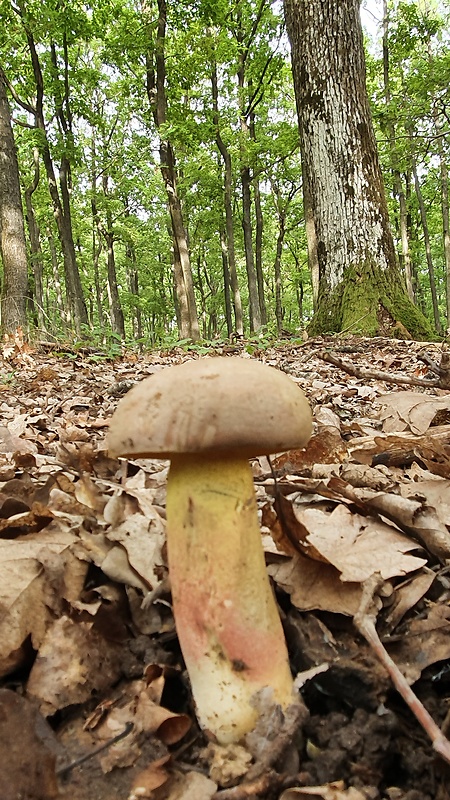 hríb nádherný Butyriboletus fuscoroseus (Smotl.) Vizzini & Gelardi