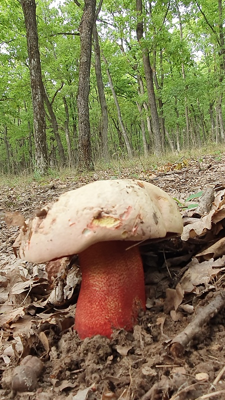 hríb purpurový Rubroboletus rhodoxanthus Kuan Zhao &amp; Zhu L. Yang