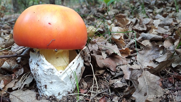 muchotrávka cisárska Amanita caesarea (Scop.) Pers.