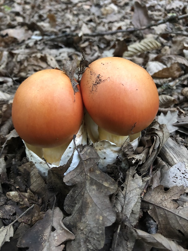 muchotrávka cisárska Amanita caesarea (Scop.) Pers.