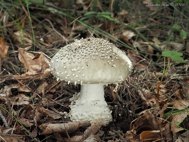 muchotrávka ostnatá Amanita echinocephala (Vittad.) Quél.