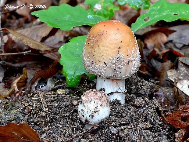 muchotrávka červenkastá Amanita rubescens Pers.