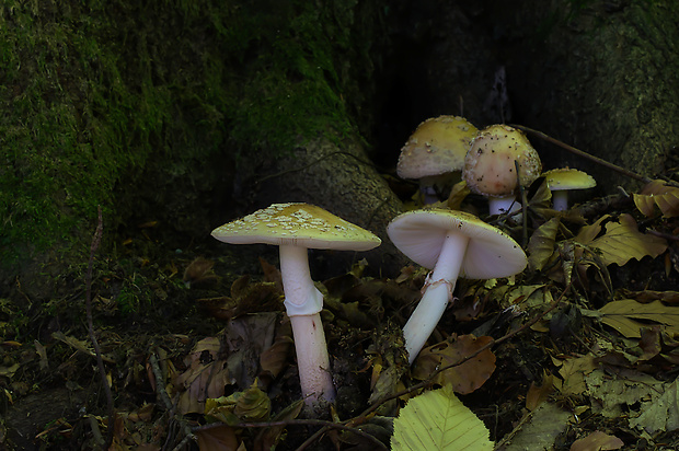 muchotrávka červenkastá Amanita rubescens Pers.