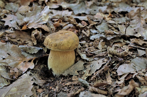 hríb dubový Boletus reticulatus Schaeff.