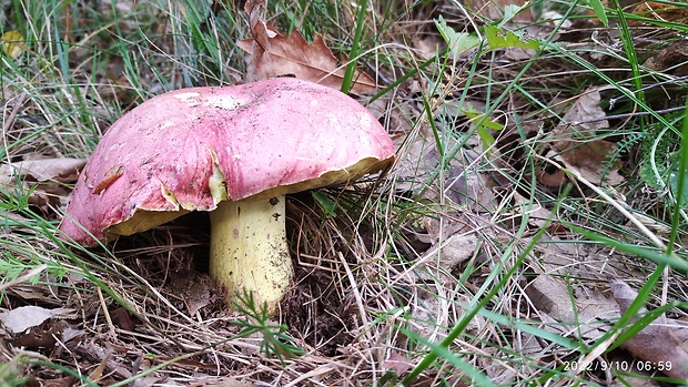 hríb kráľovský Butyriboletus regius (Krombh.) D. Arora & J.L. Frank