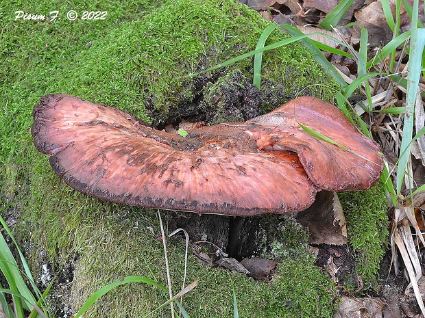 pečeňovec dubový Fistulina hepatica (Schaeff.) With.