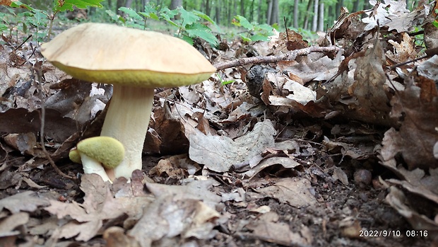 hríb plavý Hemileccinum impolitum (Fr.) Šutara