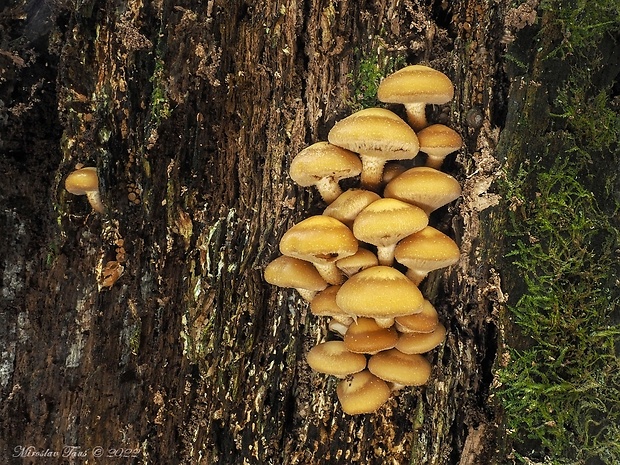 šupinačka menlivá Kuehneromyces mutabilis (Schaeff.) Singer & A.H. Sm.