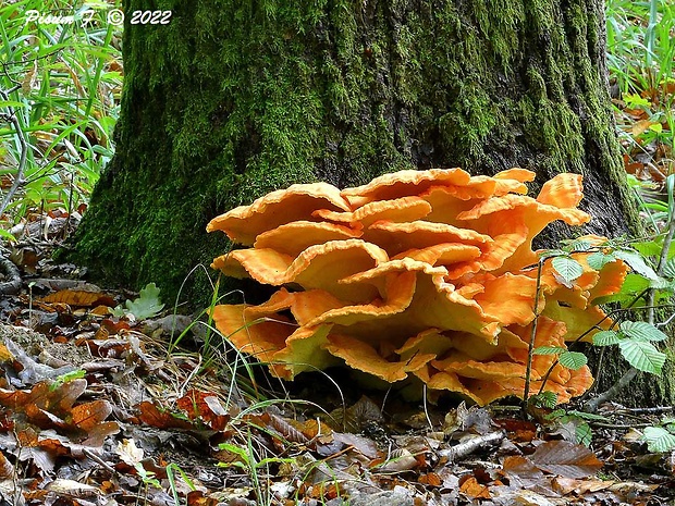 sírovec obyčajný Laetiporus sulphureus (Bull.) Murrill