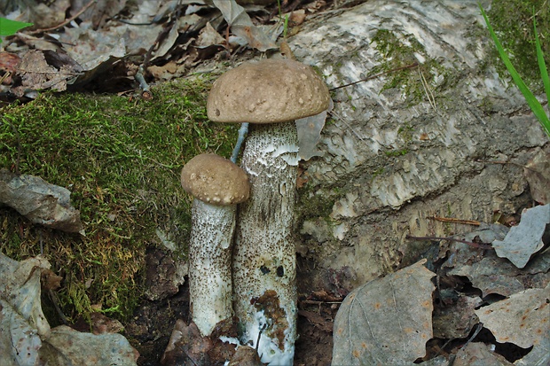 kozák topoľový Leccinum duriusculum (Schulzer ex Kalchbr.) Singer