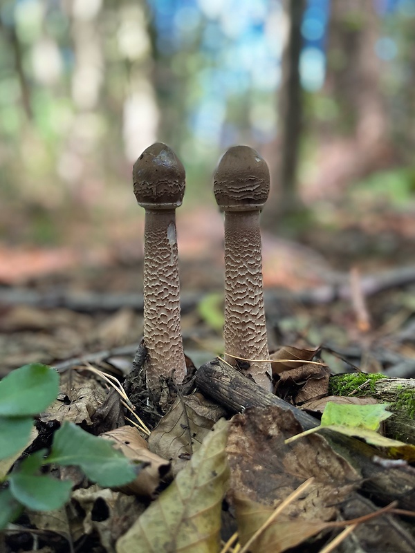 bedľa vysoká Macrolepiota procera (Scop.) Singer