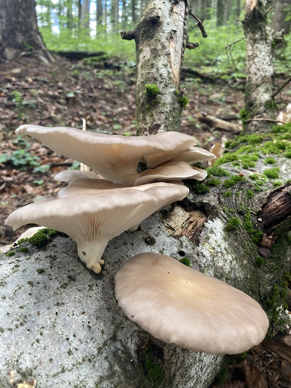 hliva buková Pleurotus pulmonarius (Fr.) Quél.