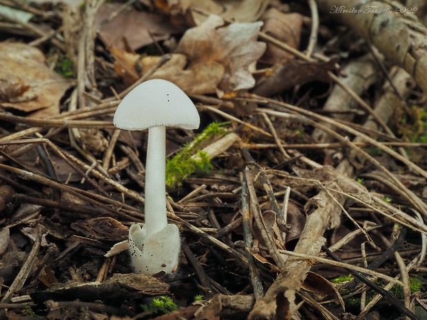 pošvovec malý Volvariella pusilla (Pers.) Singer