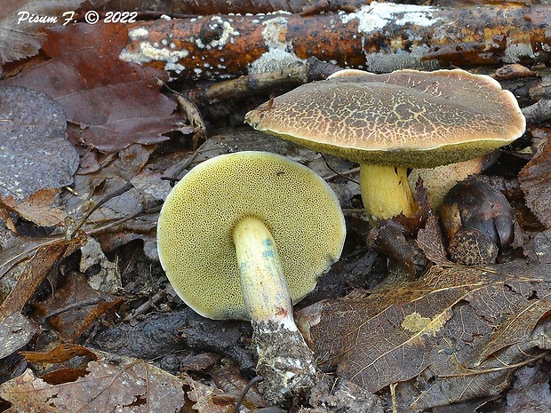 suchohríb žltomäsový Xerocomellus chrysenteron (Bull.) Šutara