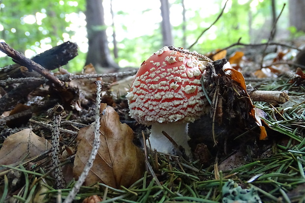 muchotrávka červená Amanita muscaria (L.) Lam.