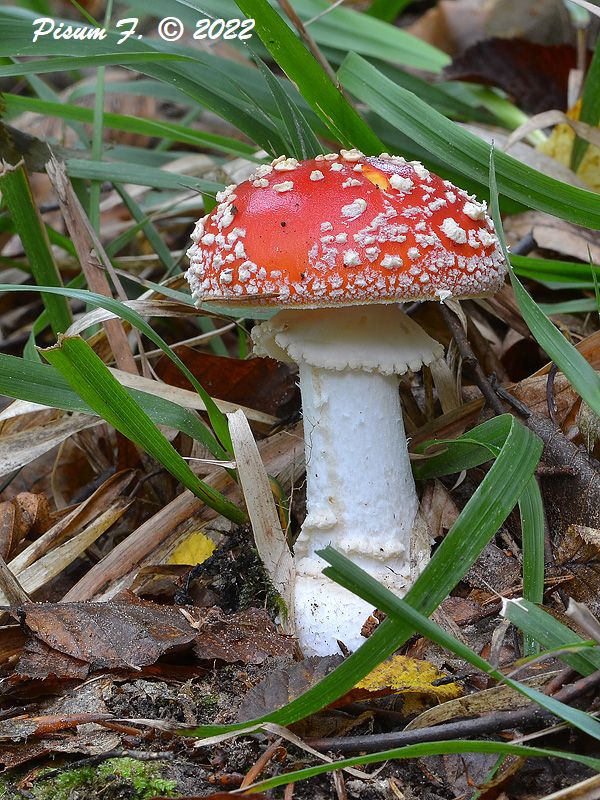 muchotrávka červená Amanita muscaria (L.) Lam.