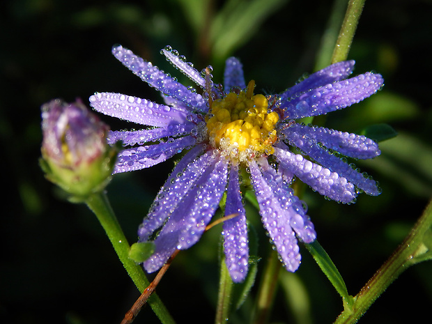 astra spišská Aster amelloides Besser