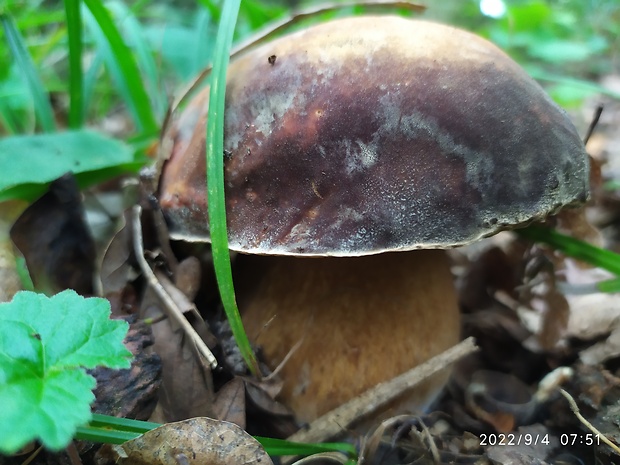 hríb bronzový Boletus aereus Bull. ex Fr.