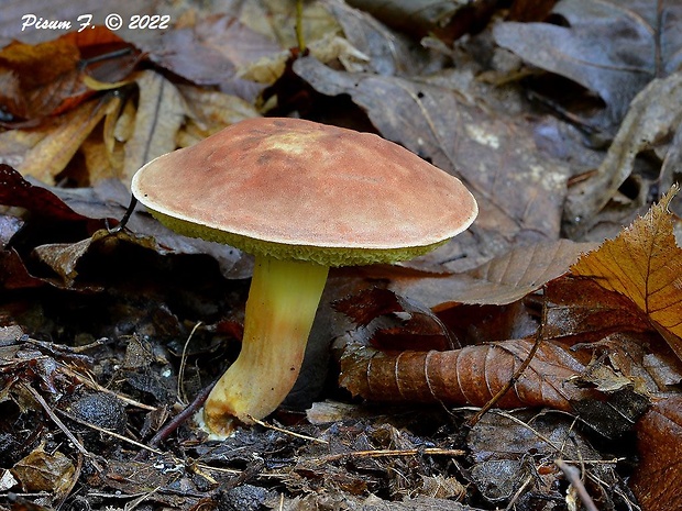 suchohríb červenohnedý Boletus cf. ferrugineus Schaeff.