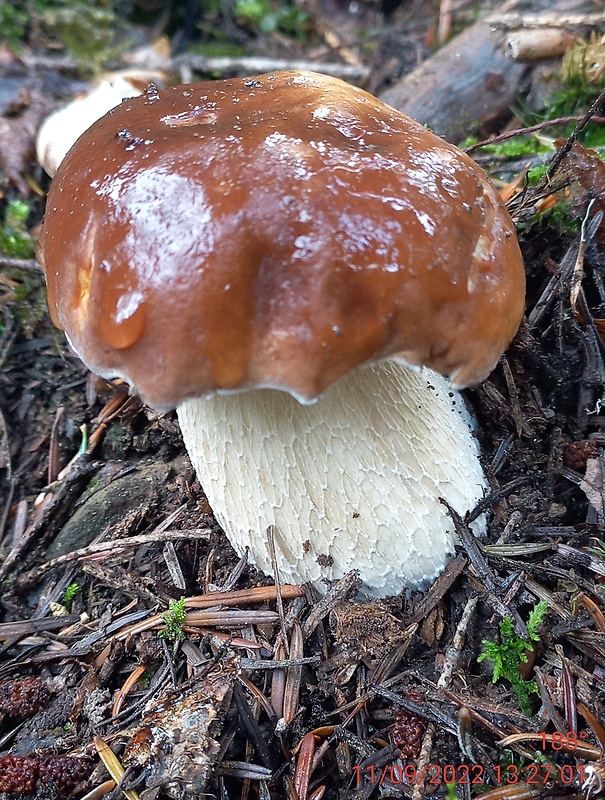 hríb smrekový Boletus edulis Bull.