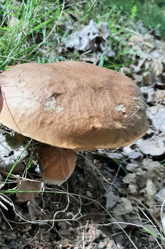 hríb dubový Boletus reticulatus Schaeff.