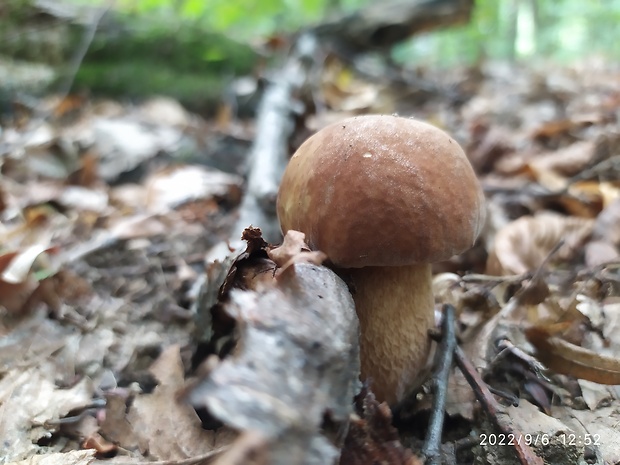 hríb dubový Boletus reticulatus Schaeff.