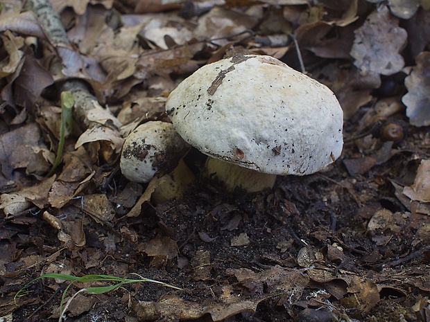 hríb striebristý Butyriboletus fechtneri (Velen.) D. Arora & J.L. Frank