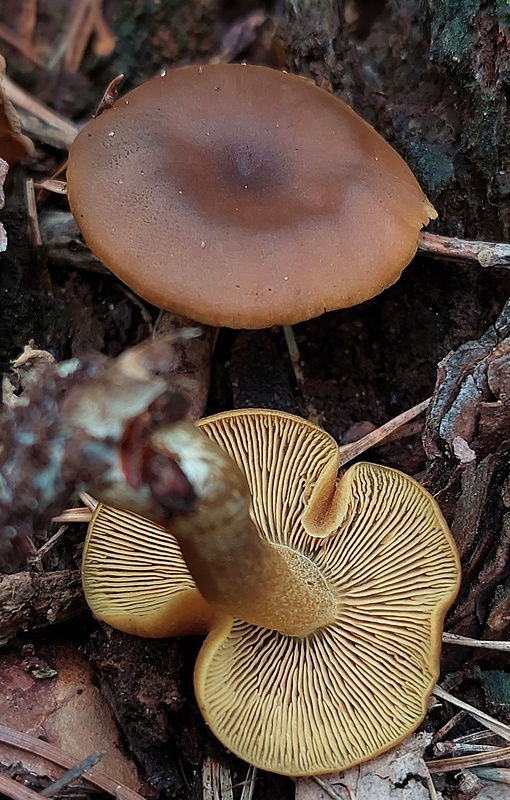 matovka tmavá Callistosporium luteo-olivaceum (Berk. & M.A. Curtis) Singer